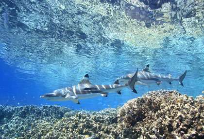 Plongée avec les requins de Uepi