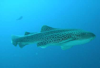 Requin léopard en plongée à Madagascar