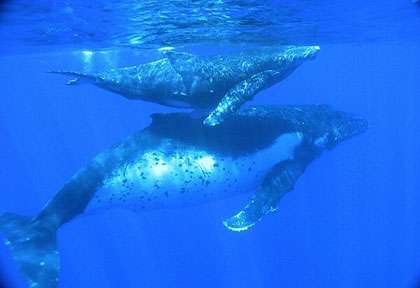 Baleines à Madagascar
